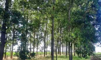 Imagem 4: Chácara Chácara com venda por R$400