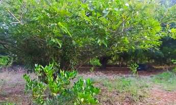 Imagem 7: Vendo chácara no jardim Ingá escriturada