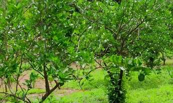 Imagem 3: Vendo chácara no jardim Ingá escriturada