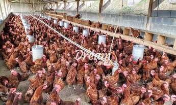 Imagem 7: Sítio com 4 dormitórios à venda, 6200 m² por R$ 1.250.000,00 - Granja Mafra - Teresópolis