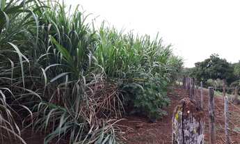 Imagem 5: Fazenda formada porteira fechada Beserra BR 020 Formosa