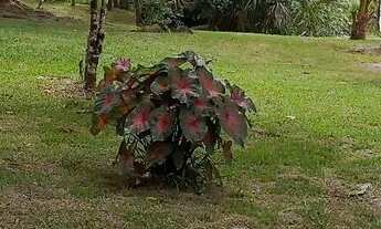 Imagem 4: Sítio Chácara com venda por R$150.000