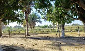 Imagem 7: Chácara de 6 hectares na Primeiro de março