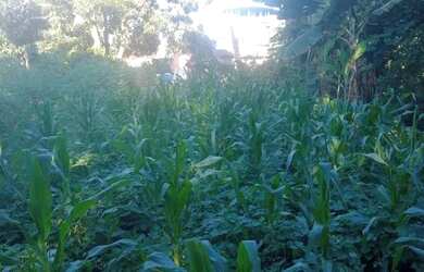 Imagem 2: Casa com terreno