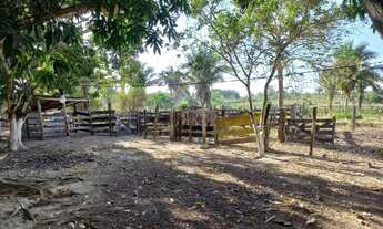 Imagem 3: Chácara de 6 hectares na Primeiro de março