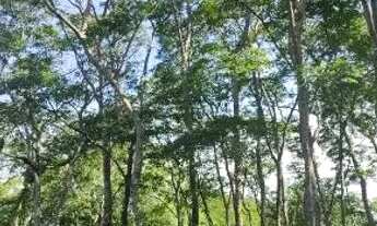 Imagem 6: VENDO TERRENO CHÁCARA MORRO SETIMO CÉU