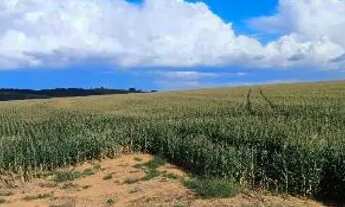 Imagem 7: Fazenda Arrendamento 1.400hec plantando, + 6.600 pra abrir aos poucos em torixoreu MT