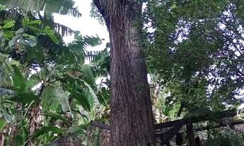 Imagem 5: Venda-se este pequeno sitio de 4.000M2 no interior do Município de inconha/ES