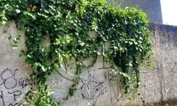 Imagem 4: Terreno na rua ana camacho