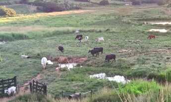 Imagem 3: Oportunidade 13 Alqueires