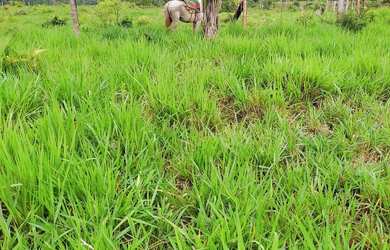 Imagem 8: Fazenda Fazenda / sítio com venda por R$1.200.000