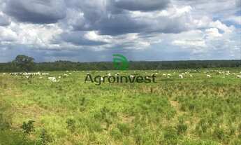 Imagem 6: Fazenda em Natividade-TO