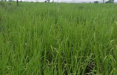 Imagem 7: Fazenda para pecuária com 58 alqueires de terra em Tucumã no Pará