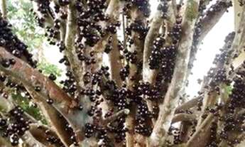 Imagem: Linda chácara com 3 dormitórios à venda