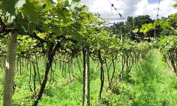 Imagem: Linda Chácara em Planaltina- DF