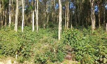 Imagem 4: Terreno com ótima topografia em Ibiuna 1CDPNVD