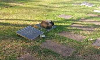 Imagem: Jazido com 3 gavetas e 1 ossário