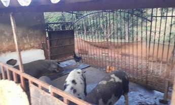 Imagem 7: CHÁCARA 4.7 HEC - 15KM DE BRAZLÂNDIA