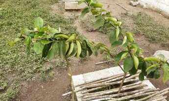 Imagem 4: Chácara em Itanhaém/SP - Chácaras Lucel