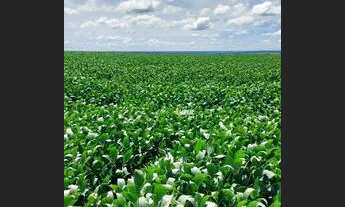 Imagem 7: Fazenda pra Arrendamento região de Canarana/ Querencia