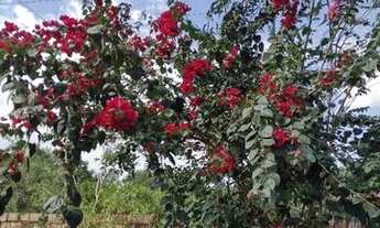 Imagem 7: Sítio em Ananindeua