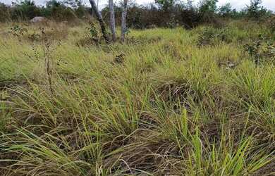 Imagem 7: Vendo Sítio com poço artesiano e casa