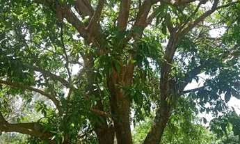 Imagem 7: Sitio em cajuru 5 alqueires 900.000.00 ( j