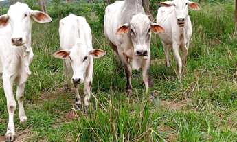 Imagem 3: Fazendinha 7 Alqueires)Saída pirapora!!!