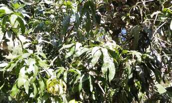 Imagem 4: Vendo casa de campo pinheiral RJ valor 185 mil