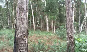 Imagem 4: Terreno de 2 mil mts 77 mil reais plaino