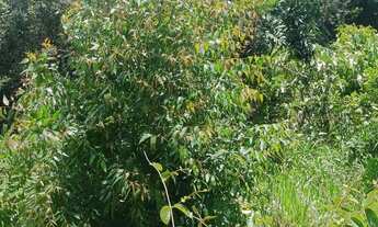 Imagem 7: Vende-se chácara de 2,500 metros quadrados