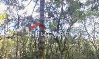 Imagem 5: Lote em Rua da Carapina - Vale do Carapina - São Francisco de Paula/RS