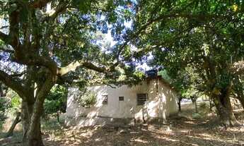 Imagem 5: Chácara a venda / 5.000,000 M2 / Arvores Frutíferas / Córrego / Aparecida de Goiânia