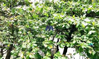 Imagem 7: Quadra da praia Apartamento com 3 dormitórios