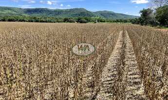Imagem 4: Fazenda plantando soja em Porto Nacional- TO
