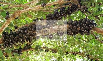 Imagem 5: Teófilo Otoni - Fazenda - Centro