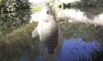 Imagem 3: Linda chácara com 3 dormitórios à venda, 1100 m² por R$ - Buquirinha II - São José dos Cam