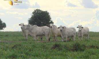 Imagem: Fazenda à venda, 8645 HECTARES por R$ 86.500.000