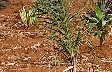 Imagem 4: Chácara no incra 7 a 1km da pista