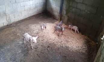 Imagem 2: Chácara em Itanhaém/SP - Chácaras Lucel