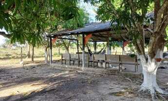 Imagem 6: Chácara de 6 hectares na Primeiro de março