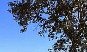 Imagem 3: Fazenda em campina verde 90% lavoura serve