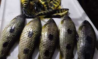 Imagem 3: Chácara Cond.Martinesia ( Ao Lado Do João Do Véi ) Capim Branco