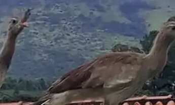 Imagem 6: Chácara em Vargem - Rio Acima - Vargem/SP