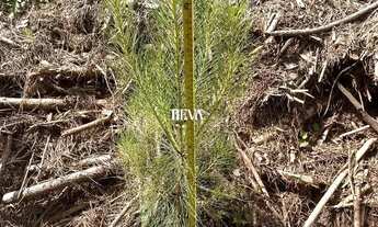 Imagem 6: Terreno para chácara com Pinus de 19 anos