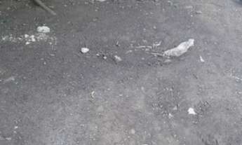 Imagem 5: Terreno - Vila Palmeiras Ii - Campinas