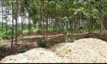 Imagem 7: Fazenda de 12 Alqueires Pasto Próxima a Lajeado