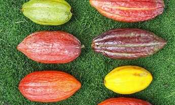 Imagem 4: Excelente fazenda em Maraú-Bahia!