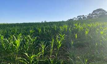 Imagem 3: W.N.S TERRENOS PLANOS E LIMPOS PARA SUA CASA DE CAMPO EM IBIÚNA-SP