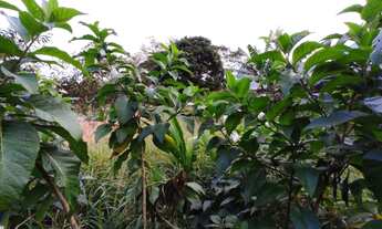 Imagem 5: Caraguatatuba - Loteamento/Condomínio - Cidade Jardim